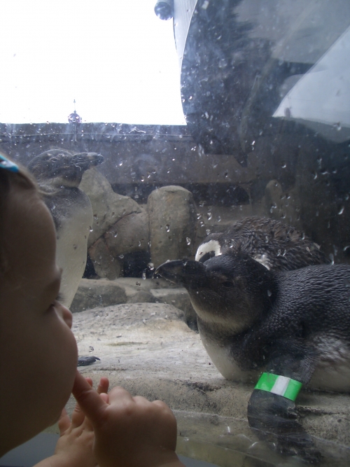 Penguins1