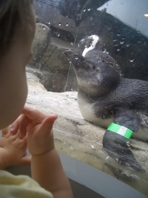 Penguins2