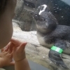 Penguins2