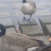 Ducks