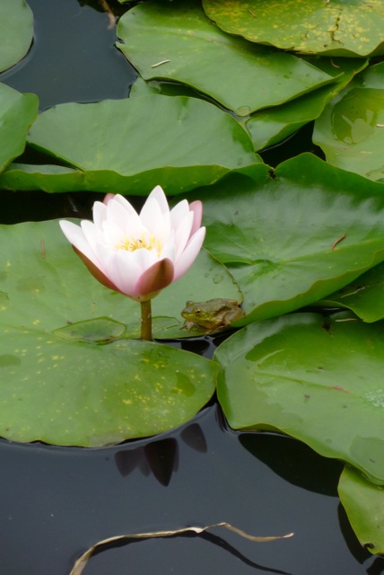 Frog Pond1