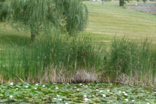 Frog Pond2