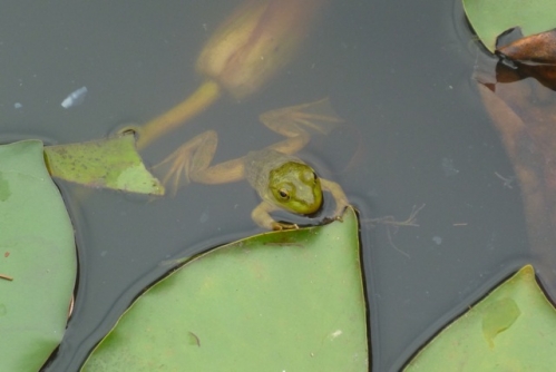 Frog Pond4