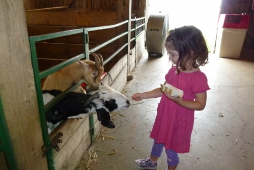 Farm1